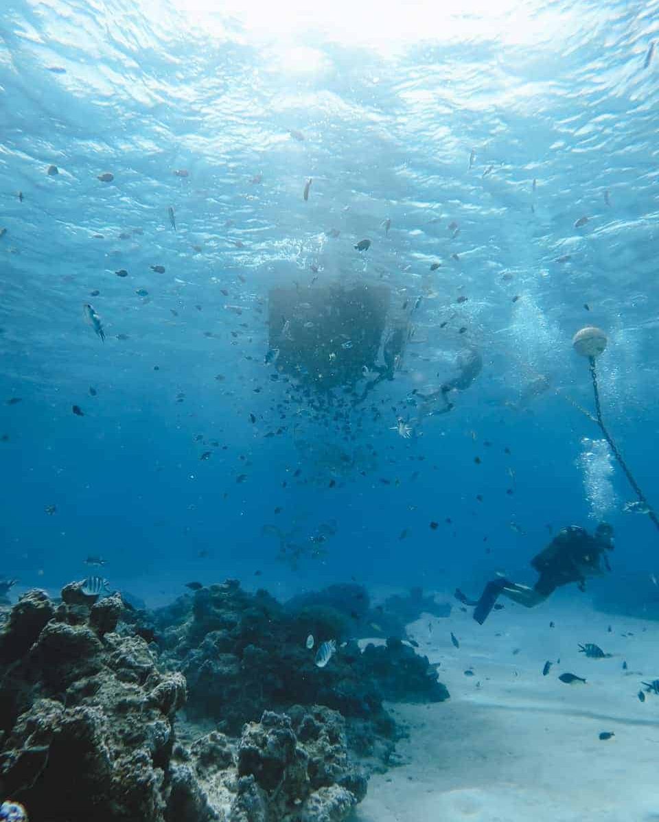 Den ultimative guide til dykning i Fransk Polynesien